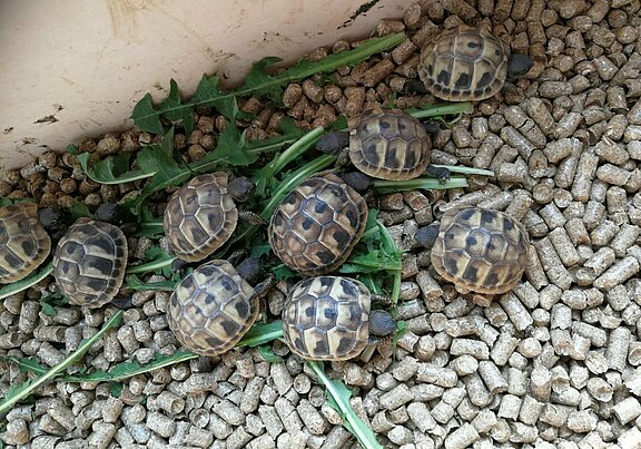 schildkröten_kaufen_bautzen.jpg